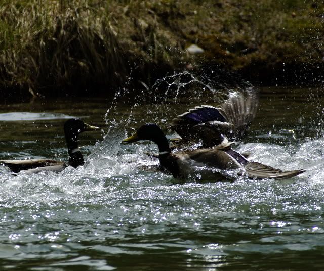 Duck fight Duck Hunting Forum