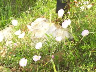 Pretty wildflowers