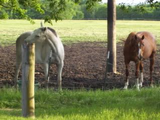 Horsies!
