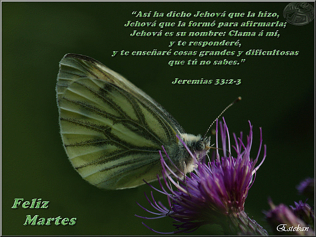 Martes-15.gif Martes... picture by locoromantico