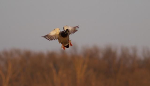 IMAGE: http://i206.photobucket.com/albums/bb298/truck3lt/IMG_1501-Version2.jpg