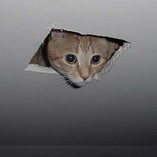 Ceiling Cat is Watching You
