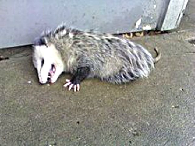 220px-Opossum2.jpg