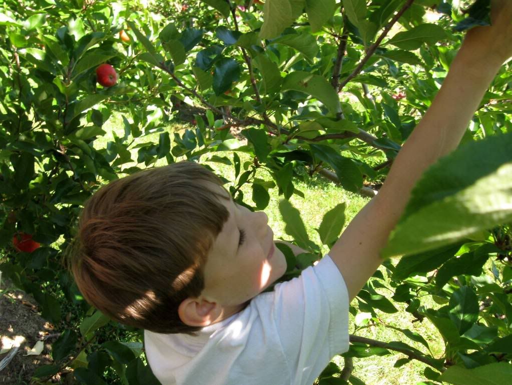 Applepicking3.jpg