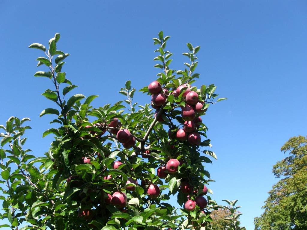 Applepicking7.jpg