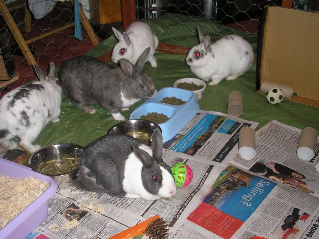 rabbits170.jpg
