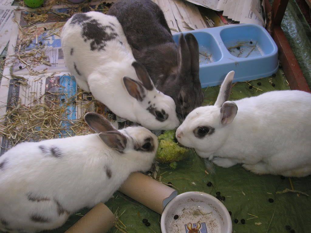 rabbits180.jpg