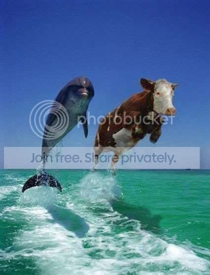 funny champion for the god star in my sea sky and earth the best of samak mlkirsh2007