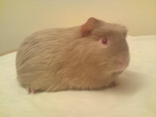 pig3.jpg