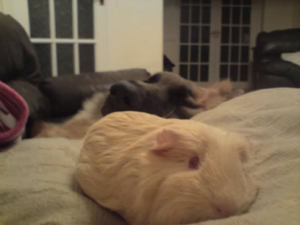 pig4.jpg
