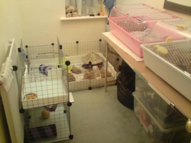 pigroom-1.jpg