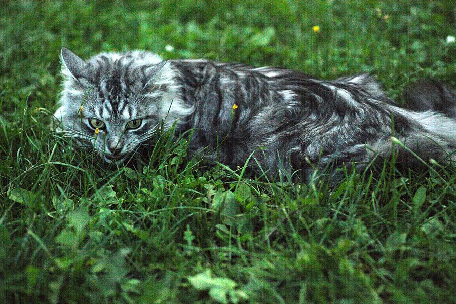Кот по кличке Мелкий. Фото Татьяны Ринейской.