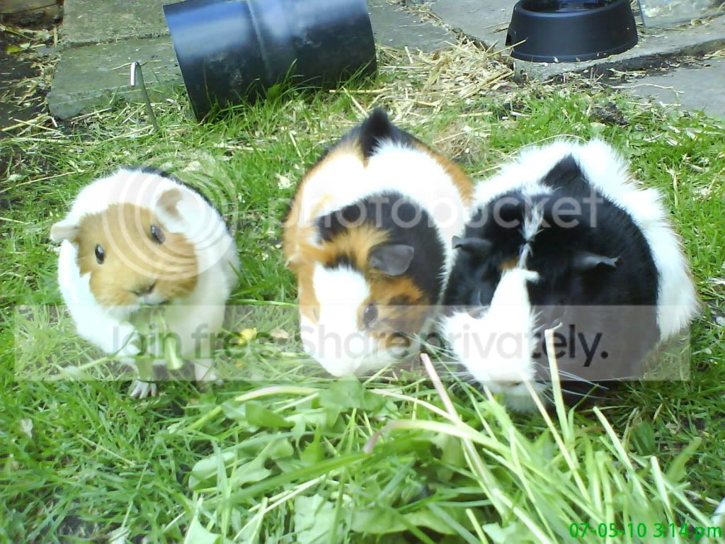 DSC00414.jpg