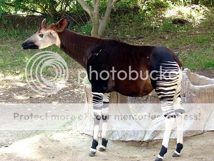 okapi.jpg